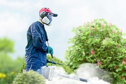 Обработка сада от паразитов - необходимые меры и их регулярность  во Владикавказе